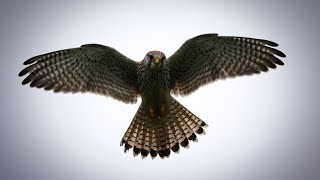 Rüttelflug Turmfalke  Kestrel shaking flight [upl. by Chin717]