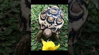 South African Leopard Tortoise Hatchling [upl. by Sibel]