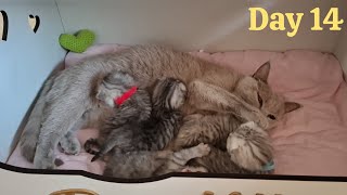 British Shorthair Kittens 14th Day After Birth 🐱 So Cute [upl. by Aramenta]