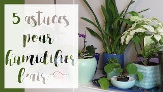 5 astuces pour humidifier lair  SERIE Gérer lhumidité pour les plantes dintérieur [upl. by Ketchum]