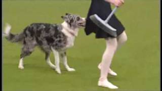 Tina Humphrey Crufts 2009 Freestyle  without the first few seconds [upl. by Sande338]