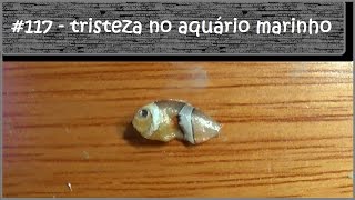 Tristeza no meu aquário marinho [upl. by Harias70]