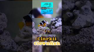 Clarkii Clownfish Pair aquaexotics marine fish nemo clownfish shorts [upl. by Nev]