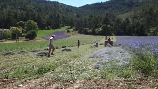 Récolte du Bleuet en Drôme  Coulisses ladrôme laboratoire [upl. by Kaufman]