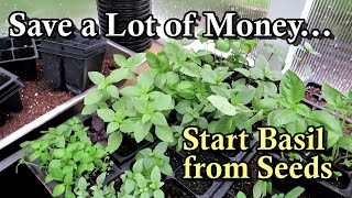 Start Basil from Seeds amp Stop Buying Expensive Transplants How to Grow Beautiful Basil Plants [upl. by Niles]