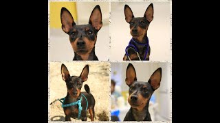 Standing ear at Miniature Pinscher  bracing method [upl. by Rollie476]