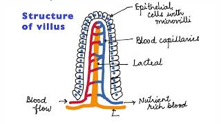 HUMAN PHYSIOLOGY DIGESTION AND ABSORPTION VILLI MICROVILLI AND STRUCTURE OF VILLUS ISCCBSE 11 [upl. by Harmonia609]