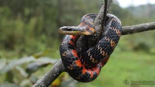 Herping Tours  Colombia  EN FireBellied Snake Erythrolamprus epinephelus  ES Falsa Coral [upl. by Groome]