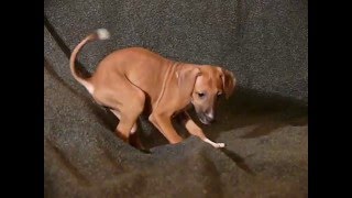 Azawakh puppy 60 days plays on the sofa [upl. by Balling]