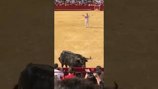 TORO Y TORERO SALTADORES EN VALENCIA [upl. by Eelrebma]