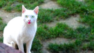 Poor Hungry White Cat Showing its Tongue And Asking For Food👅 hungry kitten wants food  Lucky Paws [upl. by Ennovihc540]