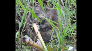 Muskrats and snakes [upl. by Norrahc]