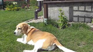 beagle epilepsy  Lafora disease 14072012 [upl. by Eyatnod629]