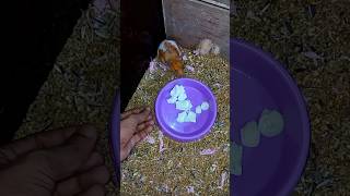 অনেকদিন পর হ্যামস্টারকে ডিম খেতে দিলাম। hamster life [upl. by Julita]