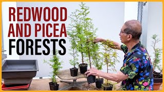 How to Make Redwood and Picea Bonsai Forests [upl. by Sikram874]