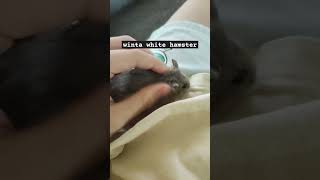 oreo lolz  creds GuineaDad  hamster winterwhite [upl. by Boeschen]