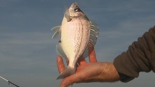 Technique de pêche à la dorade avec Francis COUZINET et OCQUETEAU [upl. by Arvell]