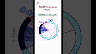 Phases of cell cyclecell cycle amp cell division class11 shorts neet biologystudyboosterofficial [upl. by Jarvis]