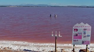 Comienza el cuaje en las salinas de Torrevieja  Laguna de Torrevieja 29062024 [upl. by Mailand]