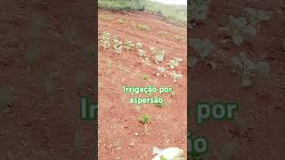 Irrigação por aspersão agua irrigation horticulture shortsvideo plantasejardim shortsyoutube [upl. by Buckels]