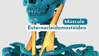 Esternocleidomastoideo [upl. by Ahsel]