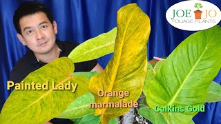 EP79ฟิโลเดนดรอน สีสดใส Painted Lady Orange Marmalade Calkins Gold [upl. by Acinnor224]