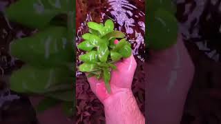 Lobelia cardinalis aquarium plant aquarium aquascape aquariumplant aquascaping aquariumplants [upl. by Nwahsear]