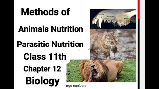 Class 11  Biology  Chapter 12  Lecture 2  Method of Animals Nutrition  Parasitic Nutrition [upl. by Grata]