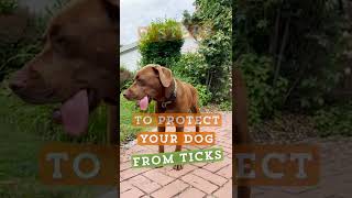 Bug Spray Safe For Dogs  Permethrin Tick Spray [upl. by Odysseus]