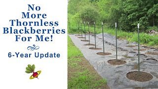 Thornless Blackberries No Thanks  A 6 Year Update [upl. by Eelyac658]