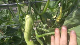 Zucchino Rampicante summer squash [upl. by Krusche]