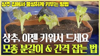 갑조네TV초보자 분들도 쉽게 상추 키우실 수 있습니다 상추 모종 분갈이 비료주는 법 및 간격 잡는 법 알려드립니다 [upl. by Deehahs]