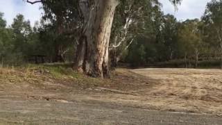 Twin Rivers Campground  Deniliquin NSW [upl. by Rellek]