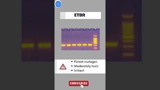 Safer Alternative to Ethidium Bromide EtBr Gel ElectrophoresisBiotech Techniques [upl. by Little]