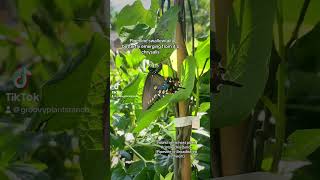 Pipevine Swallowtail at Groovy Plants Ranch [upl. by Neelahtak917]