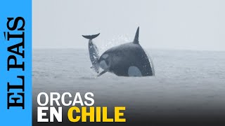 ORCAS  Imágenes inéditas de una manada alimentándose en Chile  EL PAÍS [upl. by Inalan]