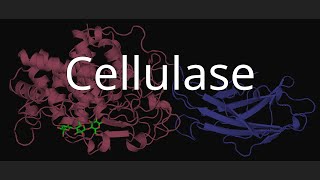 Cellulase [upl. by Nesila454]