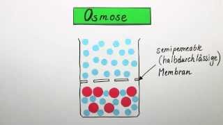 Die Osmose  Biologie  Cytologie [upl. by Aniluj356]