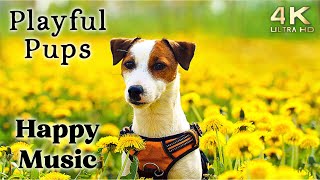 Cute 4K Dogs and Puppy Mood Booster TV Background Happy Ambient Music Ambience  Upbeat [upl. by Fevre]