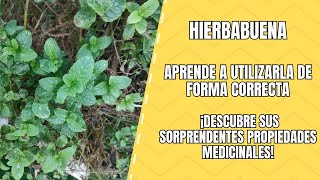 Hierbabuena Propiedades Medicinales y Cómo Aprovecharla [upl. by Mihar]