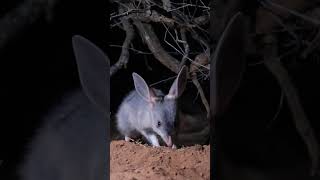 The greater bilby  They don’t drink water [upl. by Cavill]