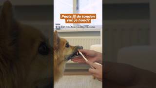 Waarom de tanden van je hond poetsen hondentraining [upl. by Puett87]