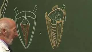 anatomie structurale et fonctionnelle de la vessie  Maurice Laude [upl. by Evonne]