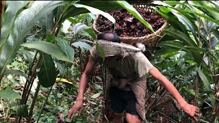 Cardamom harvesting in our villageCardamom Farming in Rural Nepal [upl. by Tound]