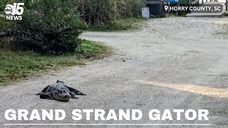 Grand Strand gator sightings SCDNR explains protocol to relocate or euthanize [upl. by Rialc]