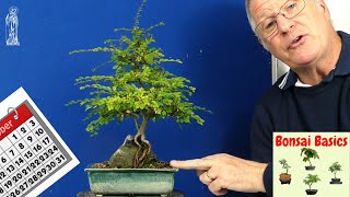 Chinese Elm Bonsai Care Guide Easy Tips for Beginners [upl. by Germano]