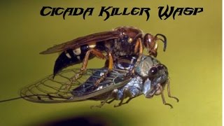 Cicada Killer Wasp [upl. by Ridinger]