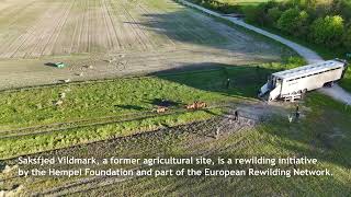 Natural Grazing Facility  Exmoor horse translocation from Grazelands Rewilding to Saksfjed Vildmark [upl. by Tildie148]