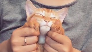 Extremely Happy Cats Pet Video Compilation 2020 [upl. by Eintihw]