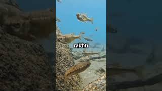 Facts about electric fish 😧shorts facts top10factsthatblowyourmind [upl. by Busey]